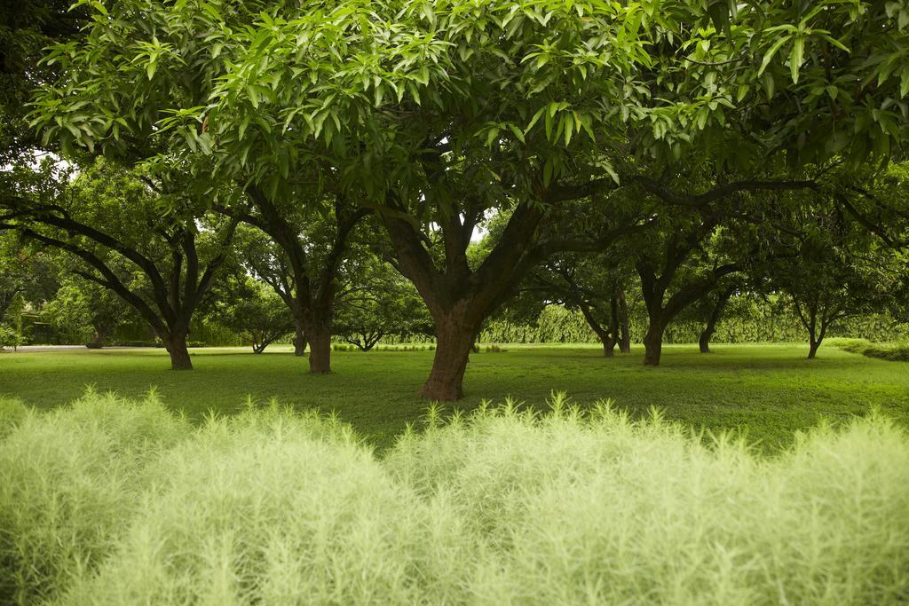 Taj Ganges Varanasi Exterior foto Trees in the park